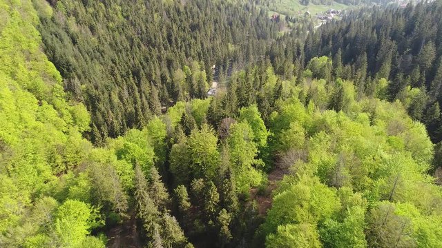 Flying over the beautiful Ukrainian Carpathians mountain and coniferous forest overlooking the beautiful lush green valley and the village. Aerial camera shot. Landscape panorama. Ukraine