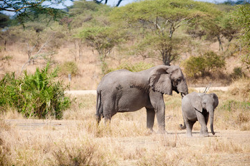 Fototapeta premium Voyage Afrique
