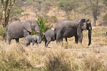 Voyage Afrique