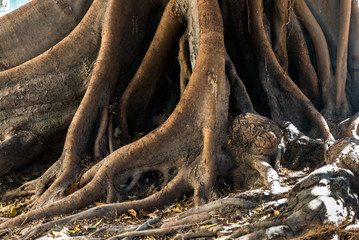 Gummibaum ficus macrophylla