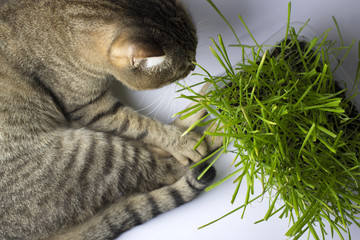  A pet cat eating fresh grass, on a white background. Cat sniffing and munching a vase of fresh catnip. Brown pet cat eating fresh grass, green oats, copy space, the concept of the health pets.