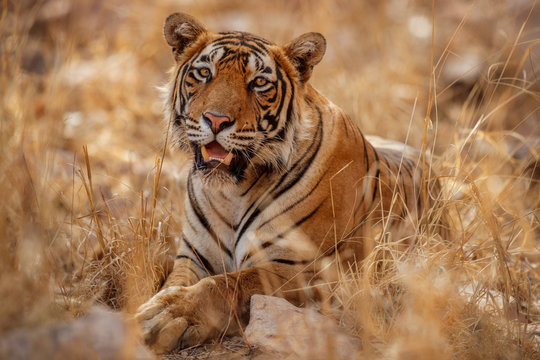Great tiger male in the nature habitat. Tiger rest during the golden light time. Wildlife scene with danger animal. Hot summer in India. Dry area with beautiful indian tiger, Panthera tigris tigris