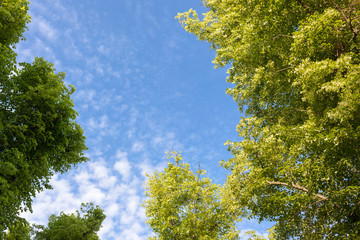 Blue sky and clouds surrounded by treetops