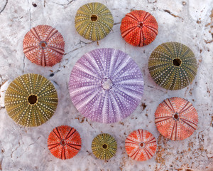 big violet and other sea urchins on white marble background