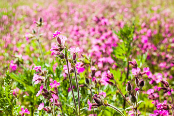 Obraz na płótnie Canvas pink and purple cosmos flowers on a field