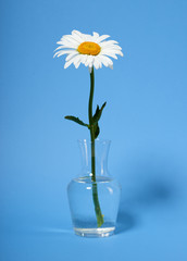 one chamomile flower in a vase on cyan background