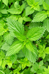 young nettle leaves, top view