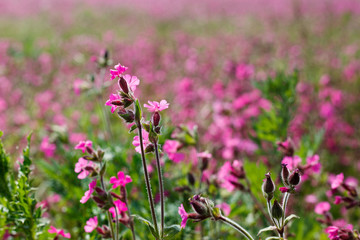 pink and purple cosmos flowers on a field