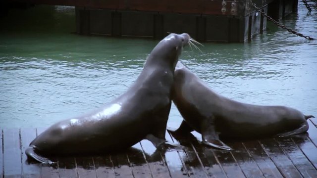 Sea Lions playing
