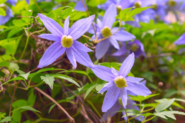 Alpine Clematis (Stephanotis floribunda) in garden.