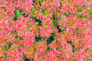 Japanese barberry, also called Thunberg's barberry. Red leaves of barberries.