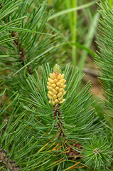 Naklejka na ściany i meble Flowering pine cones, close-up