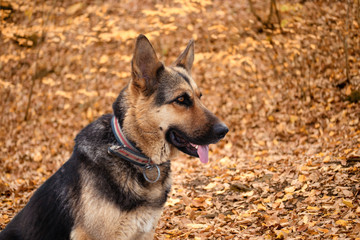 German Shepherd, young German Shepherd, German Shepherd on the grass, dog in the park.