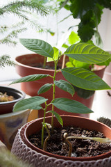 Small cherimoya potted plant among indoor garden