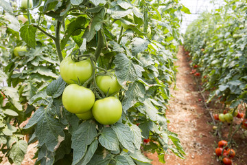 Tomatoes field greenhouse