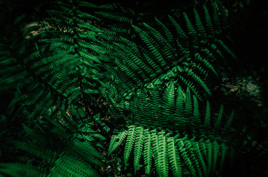 FERN - Spring green in the forest floor