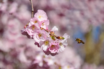 Honigbiene im Anflug auf japanische Kirschblüten
