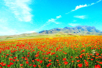 "Scarlet Poppies of Talas" So I called my picture! Kyrgyzstan is a mountainous country! Spring time, all the fields at the foot of the mountains are covered with such scarlet poppies "That's beauty!" 