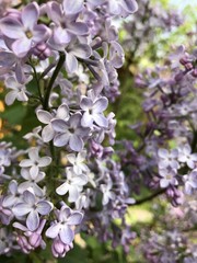 Lilac flowers