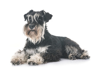 miniature schnauzer in studio