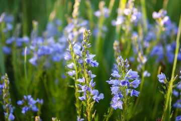  Veronica flowers blue. Wild medicinal plants. The flowers grow in the field.Blue Verónica flowers...