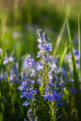  Veronica flowers blue. Wild medicinal plants. The flowers grow in the field.Blue Verónica flowers are covered with sunlight. Flower background.