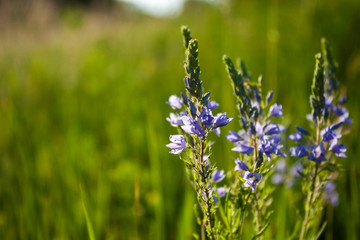  Veronica flowers blue. Wild medicinal plants. The flowers grow in the field.Blue Verónica flowers are covered with sunlight. Flower background.