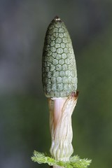 Wood or woodland horsetail (Equisetum sylvaticum)