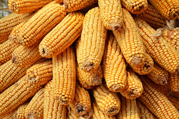 Close up photo of dried corn         