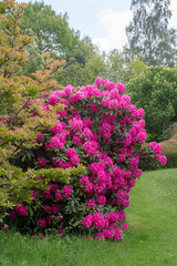 Pink rhododendron standing in garden