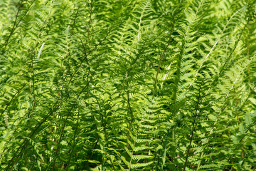 Green ferns in close up