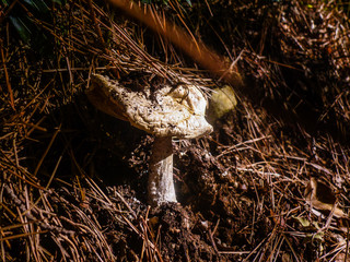 Ruined mushroom in the forest. Tuscany Italy