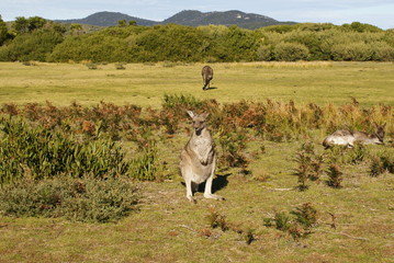 CANGURO