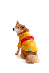 柴犬・浴衣・着物