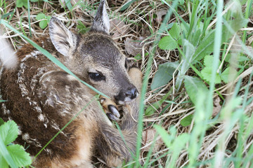 Little deer in the grass. Capreolus capreolus. .Wildlife scene from nature