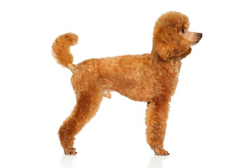 Miniature Poodle on white background