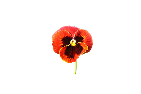 Colorful pansy  flowers isolated on white background 