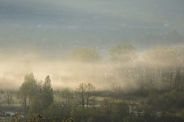 Misty mornings in the woods
