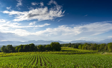 Fototapeta na wymiar fields cultivated with corn and vineyards in Lombardy, in Italy