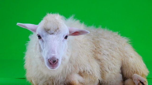 sheep lies and chews on the green screen