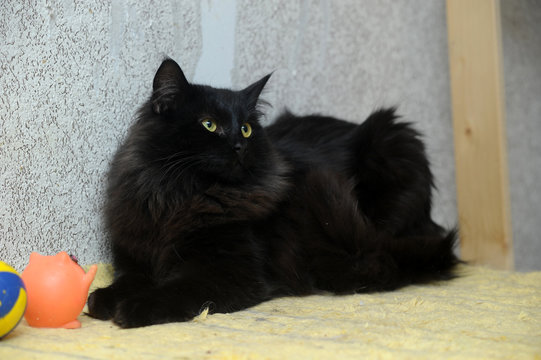 Felinology Bilder – Durchsuchen 335 Archivfotos, Vektorgrafiken und ...