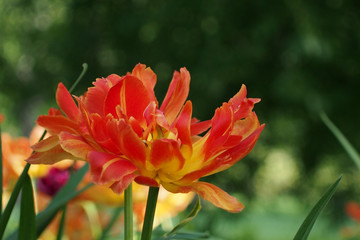orange tulips in the Park