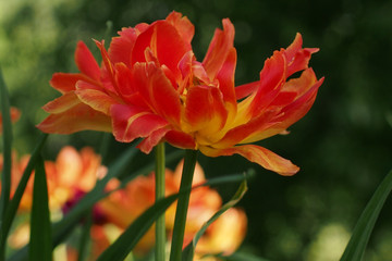 orange tulips in the Park