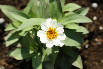 ヒャクニチソウの花