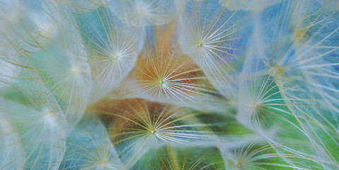 dandelion close up 