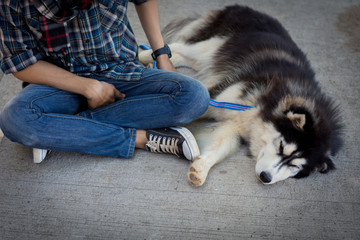 Siberian husky dog sleep on a cement floor with the owner.
