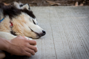Siberian husky dog sleep on a cement floor with the owner. And holding a dog.