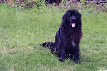 Fototapeta premium Terre Neuve