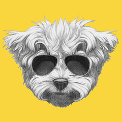Portrait of Maltese Poodle with sunglasses,  hand-drawn illustration