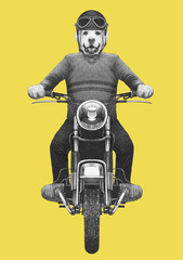 Labrador rides motorcycle,  hand-drawn illustration